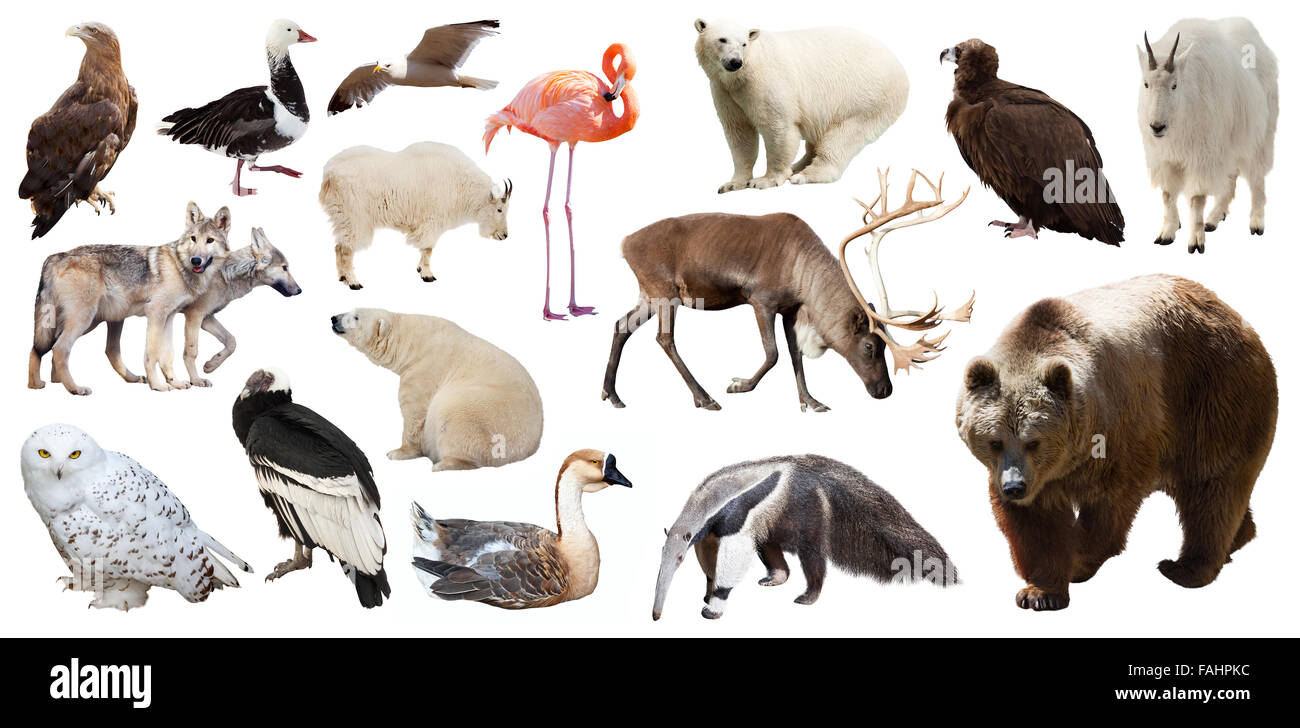 Set of bear and other North American animals Isolated on white