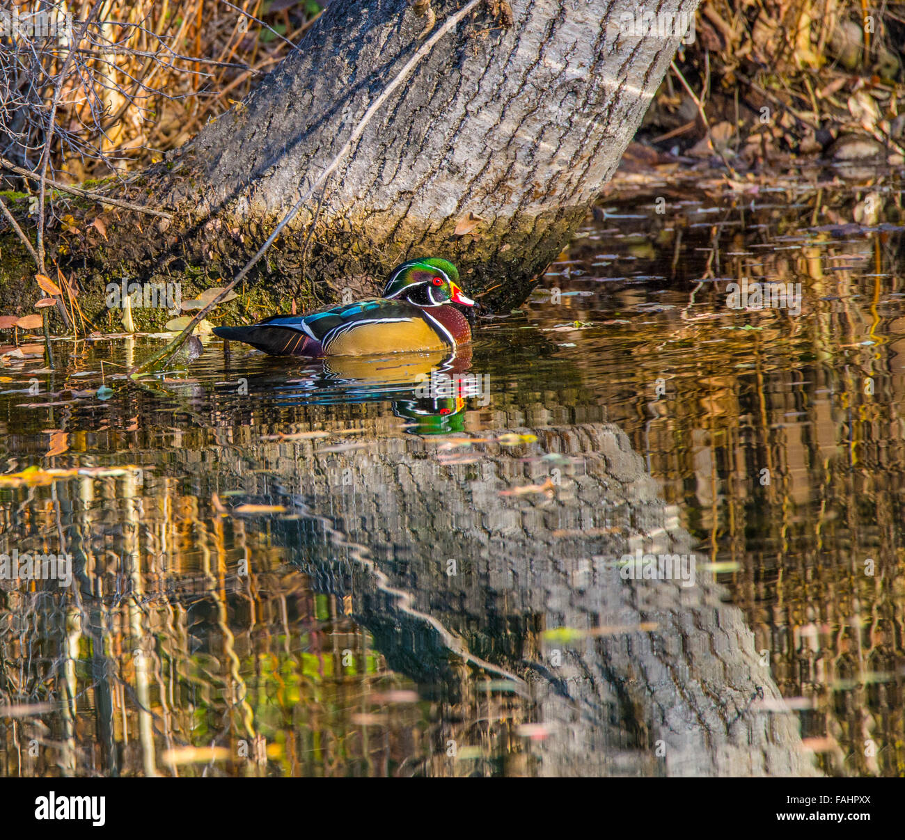 Colorful male wood duck reflecting in pond, MK Nature Center, Boise, Idaho, USA Stock Photo