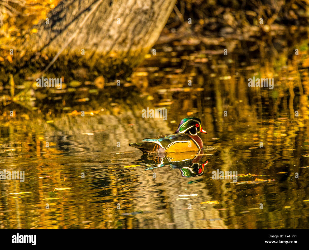 Wood duck beautiful birds hires stock photography and images Alamy