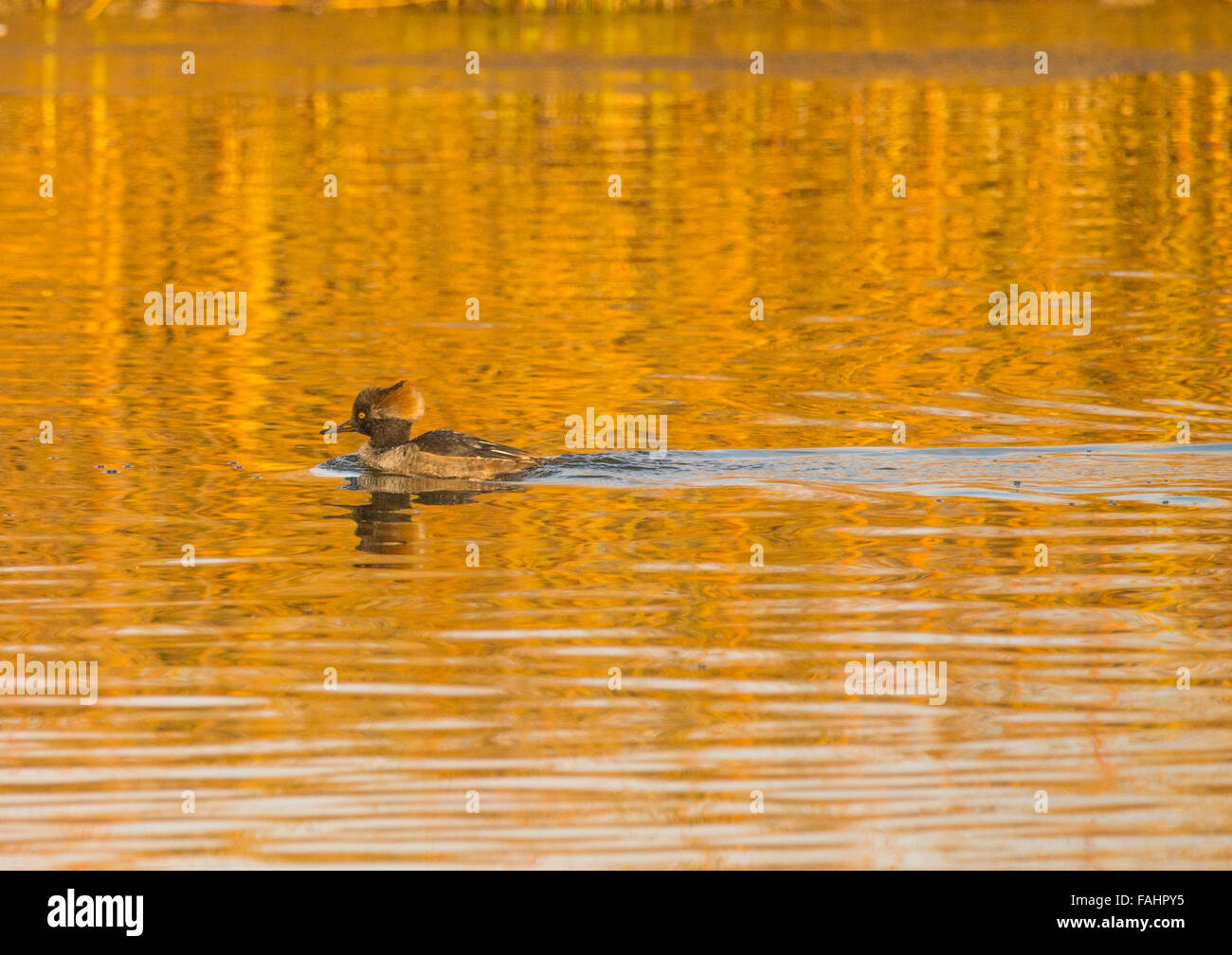 Immature Male Hooded Meganser Duck swimming through autumn water reflections, Hyatt Hidden Lake Reserve, Boise, Idaho Stock Photo