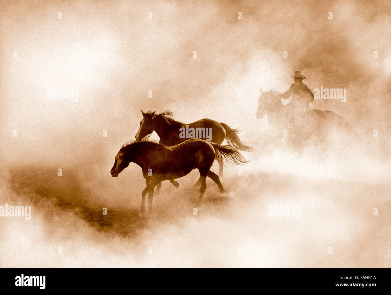 AMERICAN COWBOY, Cowboy rounding up horses in a dusty morning round-up,  Idaho, USA Stock Photo