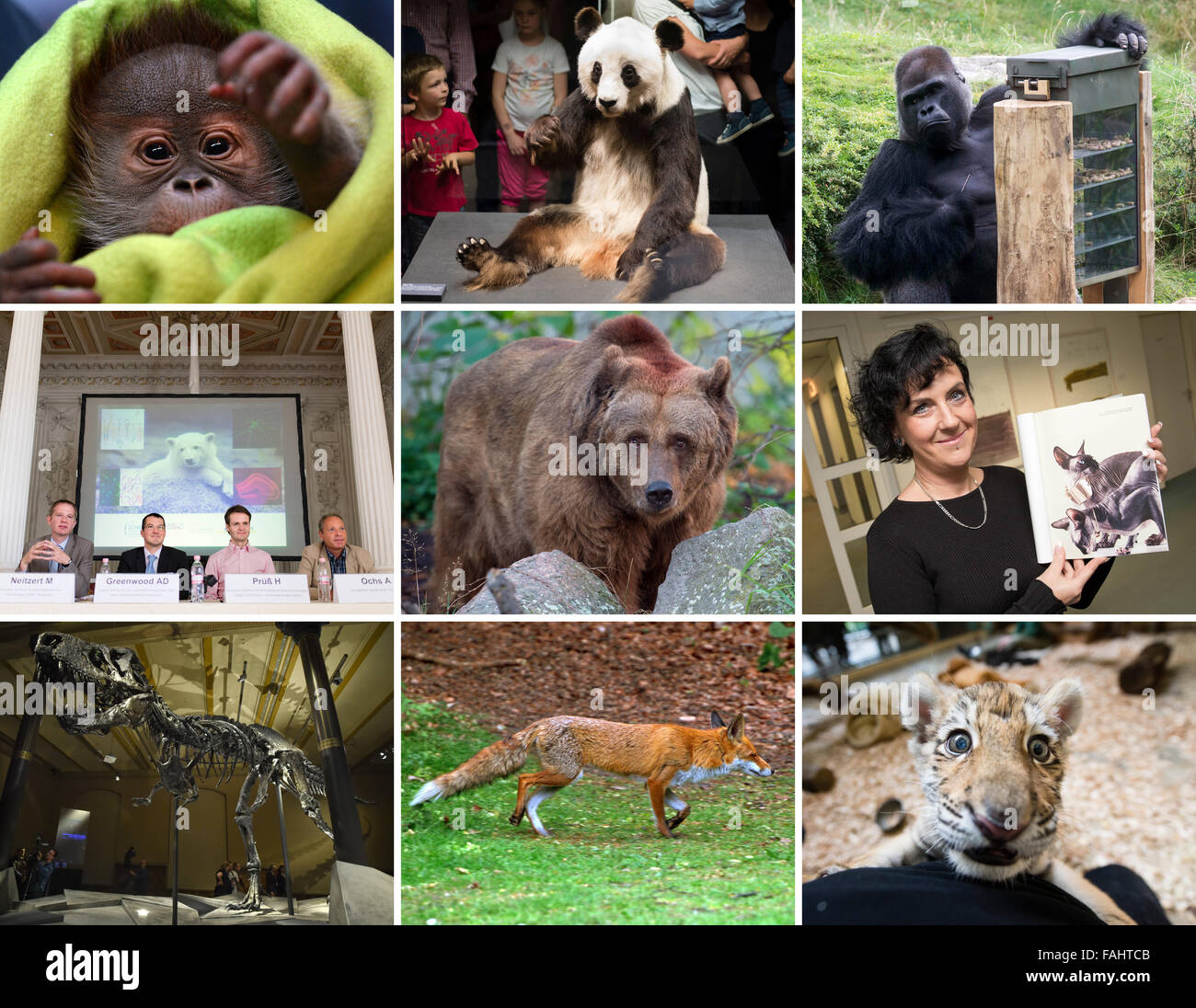 The composite picture shows a series of famous zoo animals in Berlin and animal related events in 2015. (top row, L-R): Urang-Utan baby 'Rieke', stuffed panda bear 'Yan Yan', gorilla 'Ivo' (Picture The composite picture shows a series of famous zoo animals in Berlin and animal related events in 2015. (top row, L-R): Urang-Utan baby 'Rieke', stuffed panda bear 'Yan Yan', gorilla 'Ivo' (Picture