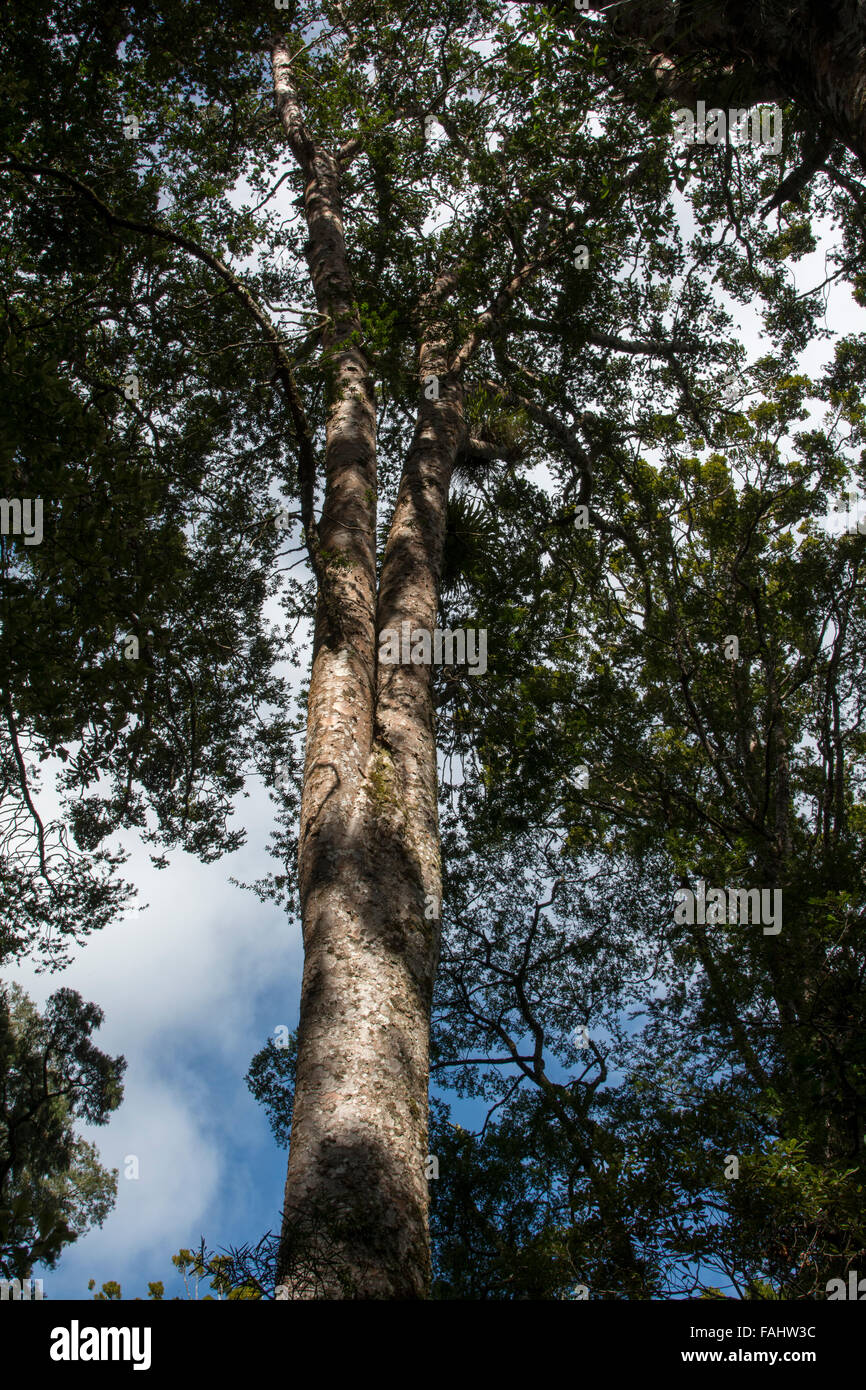 Kauri growing in Puketi Forest in New Zealand's Northland. This coniferous tree grows only in the warmer regions of the country. Stock Photo