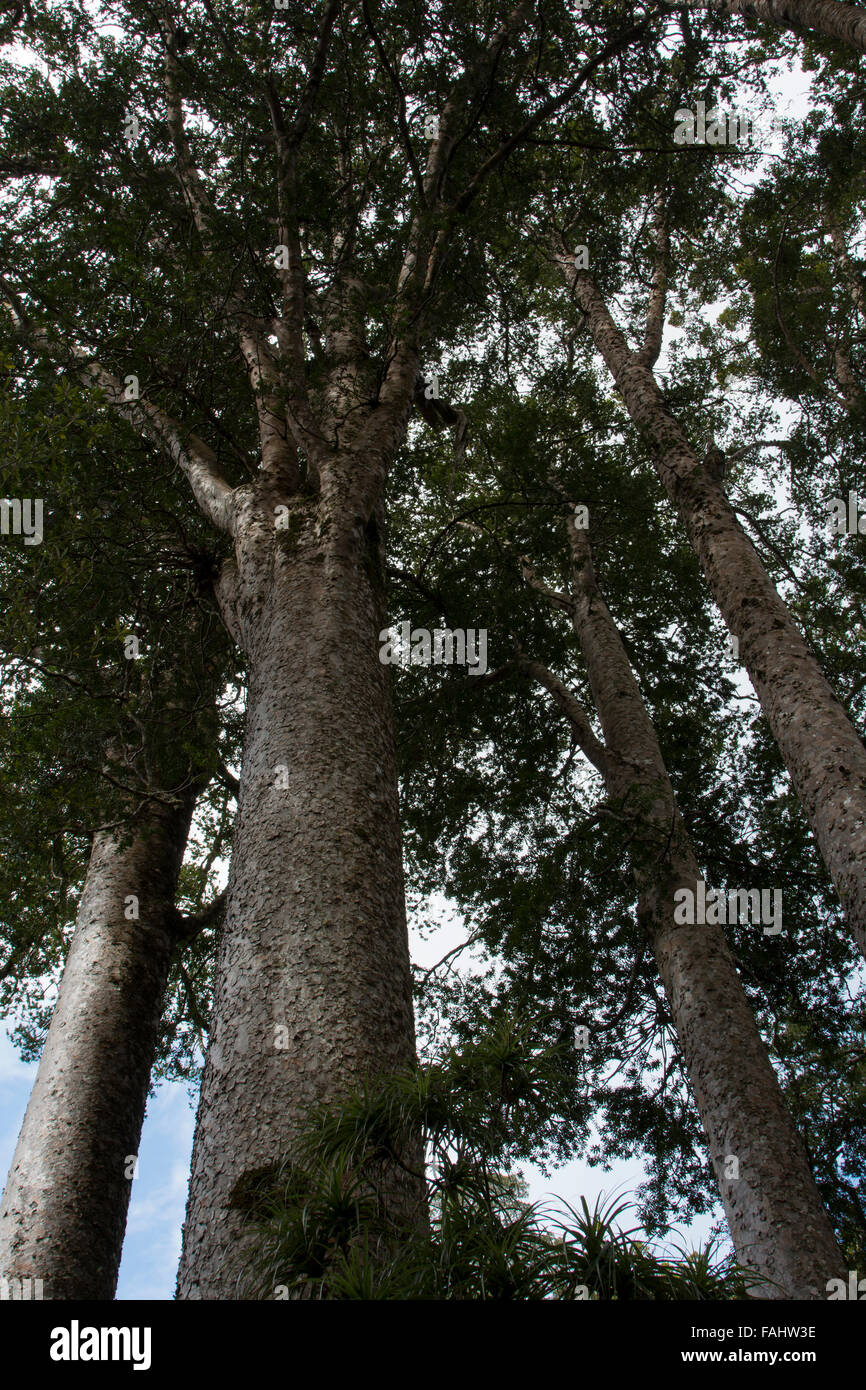 Kauri is a coniferous tree of Araucariaceae in the genus Agathis native to New Zealand with a characteristic bark. Stock Photo