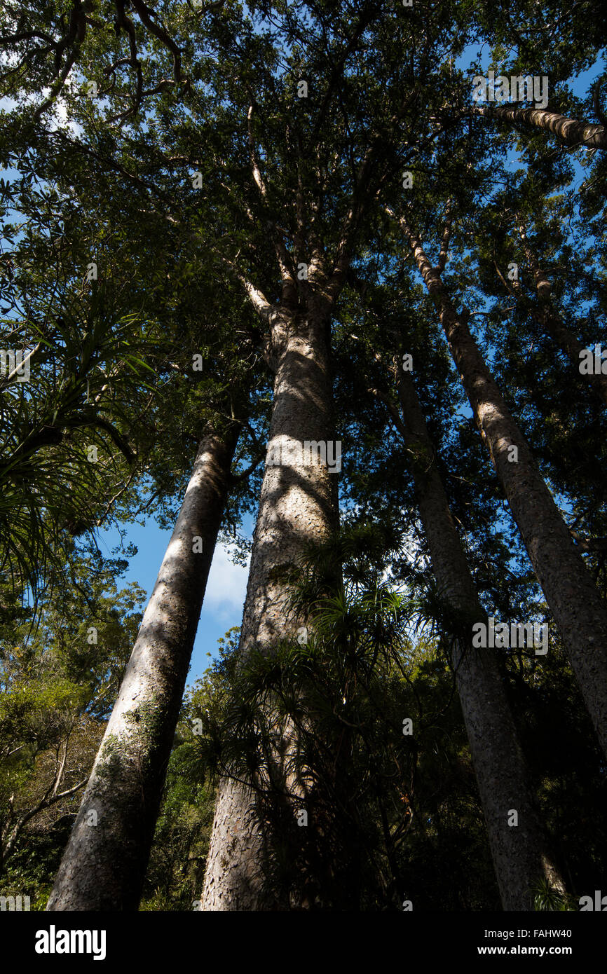 Kauri growing in Puketi Forest in New Zealand's Northland. This coniferous tree grows only in the warmer regions of the country. Stock Photo