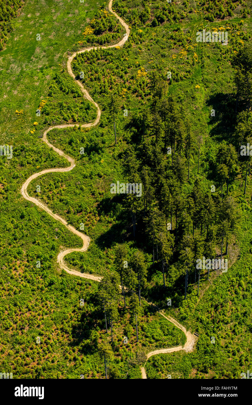 Aerial view, tortuous path, meadow, conifers, pines, looped mountain path at the heathland hut at Niedersfeld, Rothaarhills, Stock Photo