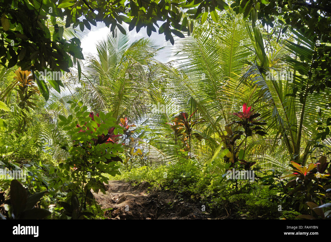 Jungle palm trees hi-res stock photography and images - Alamy