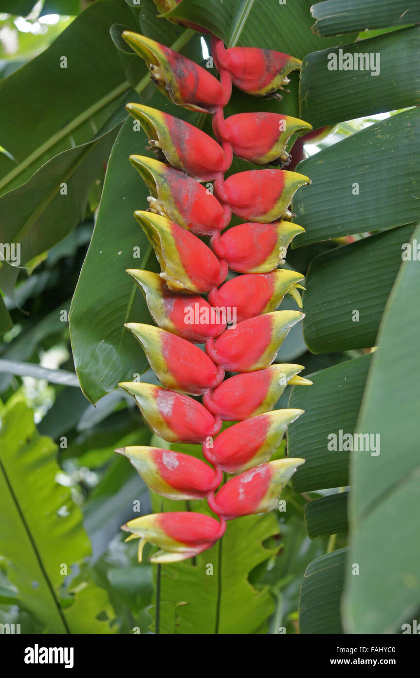 Lobster Claw or Bunga pisang  pisangan plant in Indonesia 