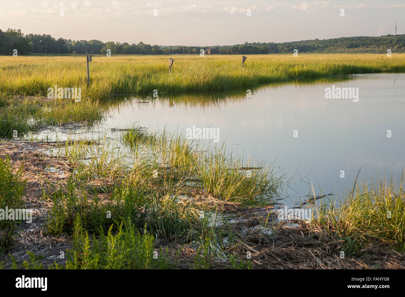 Coastal marsh hi-res stock photography and images - Alamy