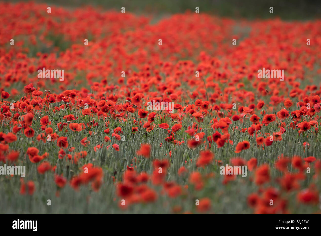 Poppy fields in Norfolk UK Stock Photo Alamy