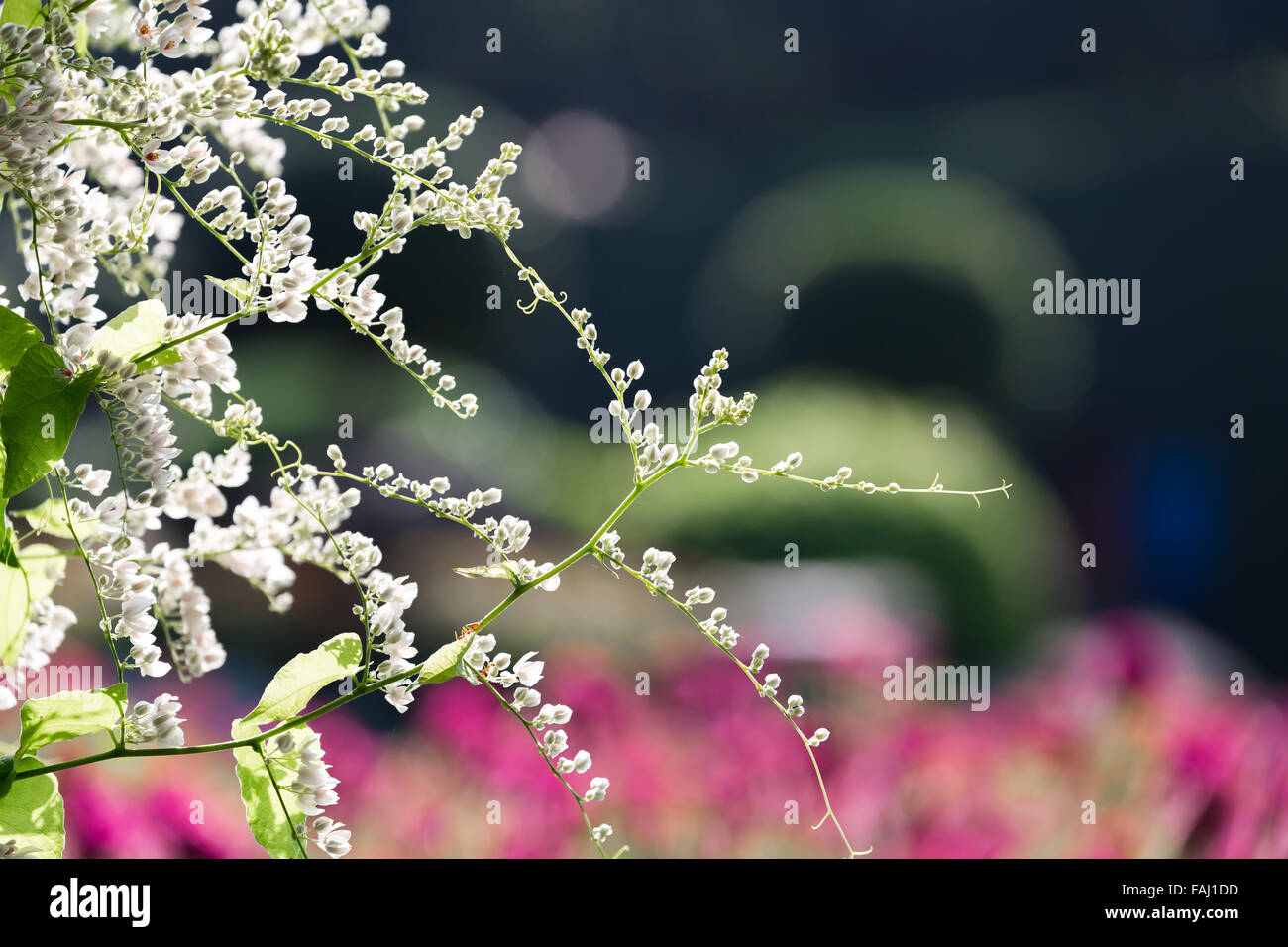 Small white spiral flowers called Chain of Love on blurry background