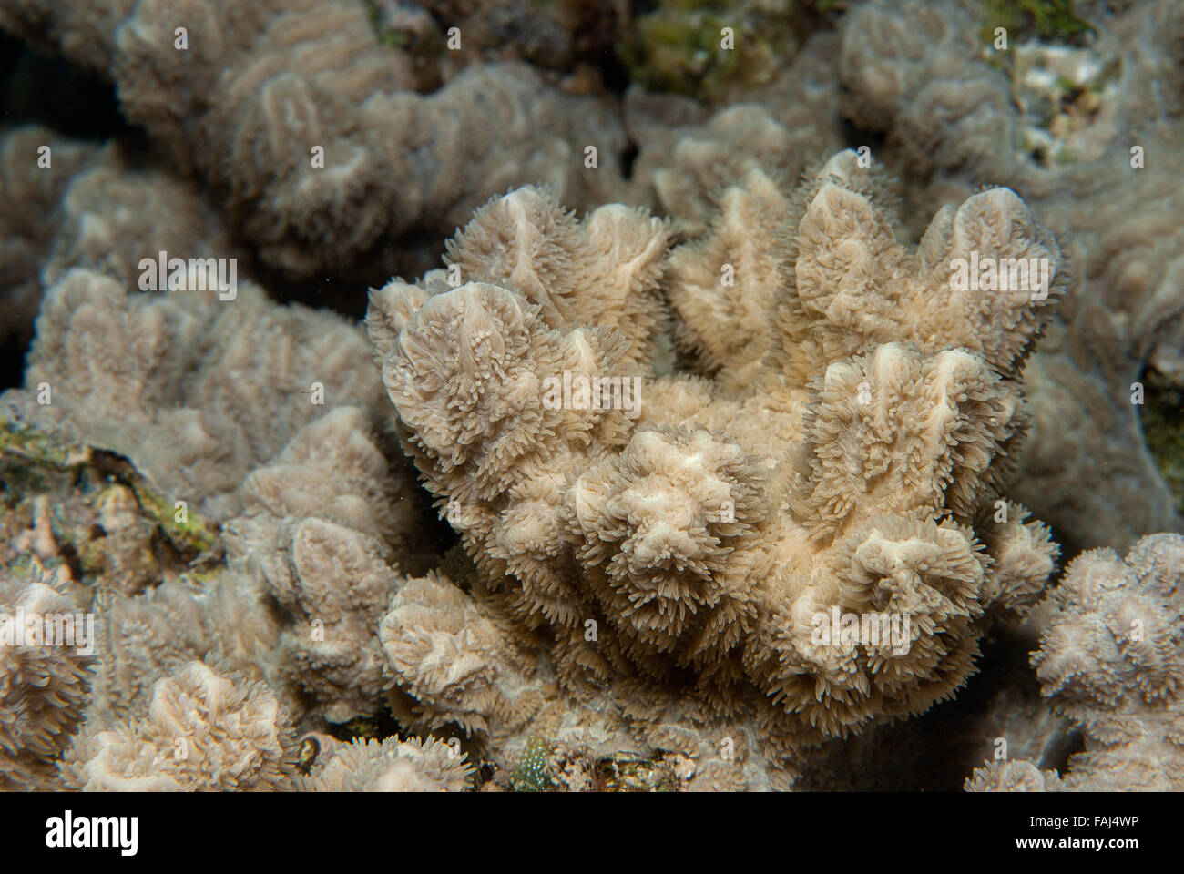 Elephant Skin Coral, Pachyseris rugosa, Agaricidae, Sharm el Sheikh ...