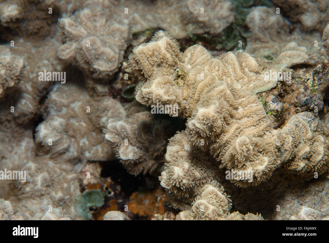 Featured image of post Coral Rugosa - Find out information about rugose coral.