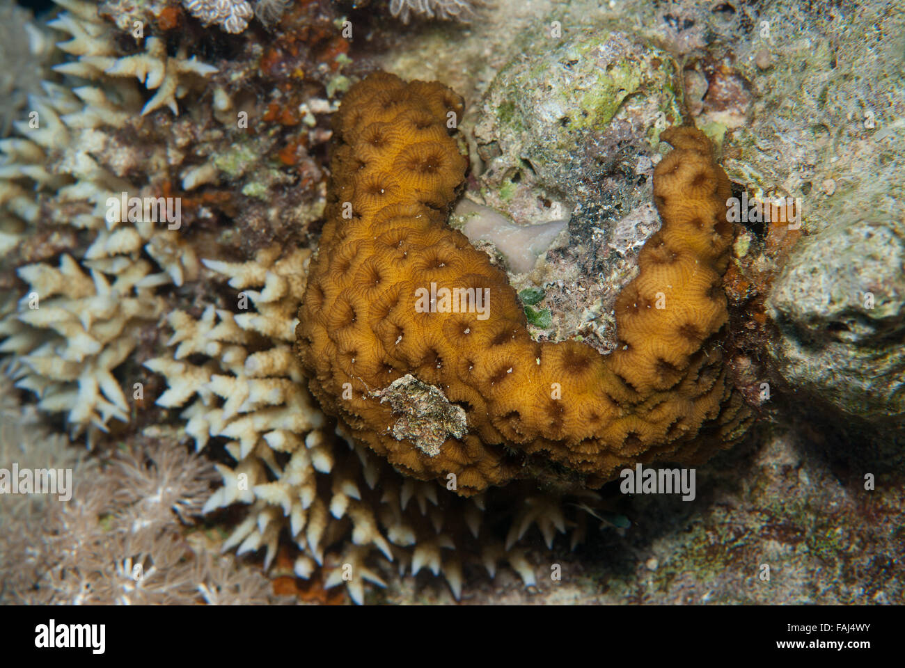 Head Coral , Favia favus, Faviidae, Sharm el Sheikh, Red Sea, Egypt Stock Photo