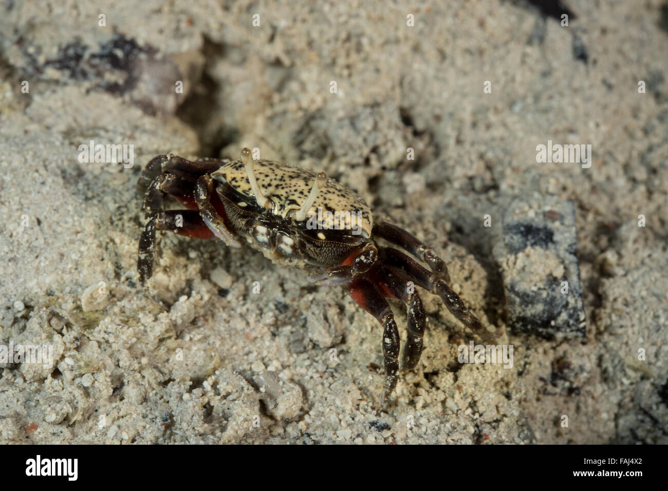 Female of Fiddler crab, Uca tetragonon. Ocypodidae, Ras Mohamed National Park, Sharm el Sheik, Egypt Stock Photo