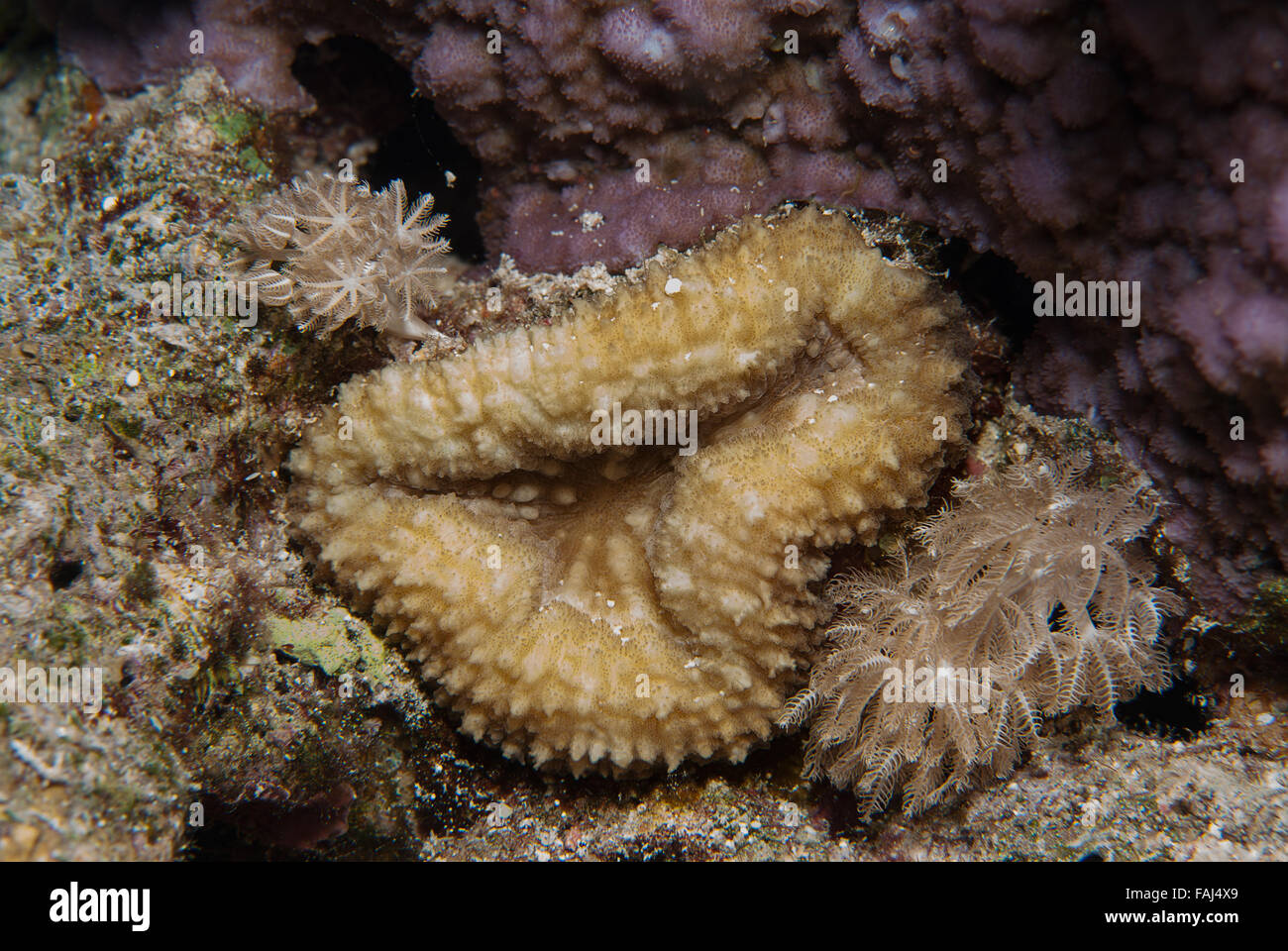 Lobed cactus coral or brain root coral, Lobophyllia corymbosa, Mussidae, Sharm el-Sheikh, Red Sea, Egypt Stock Photo