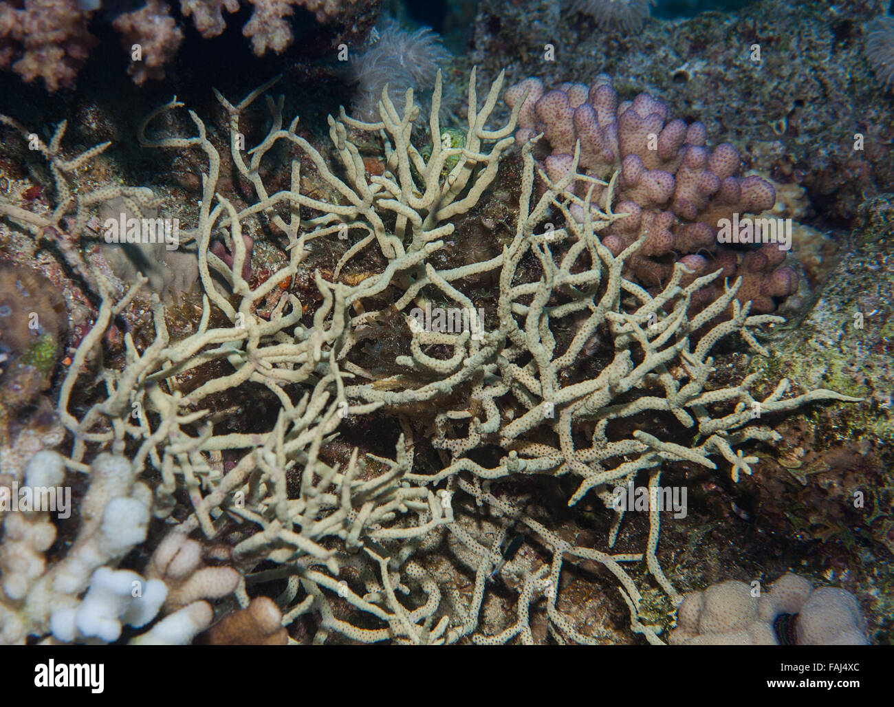 Finger coral,  Montipora digitata, Acroporidae, Sharm el Sheick, Red Sea, Egypt Stock Photo