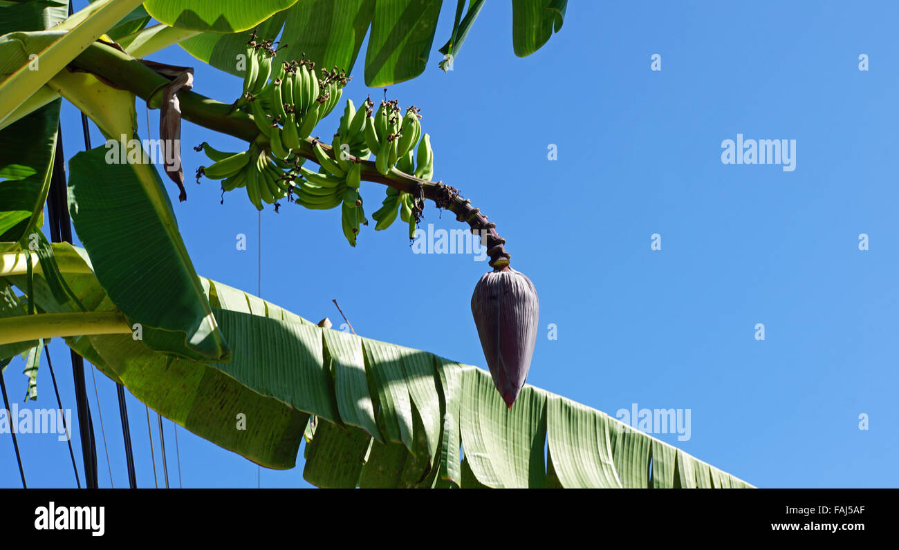 green banana plant on blue sky Stock Photo Alamy