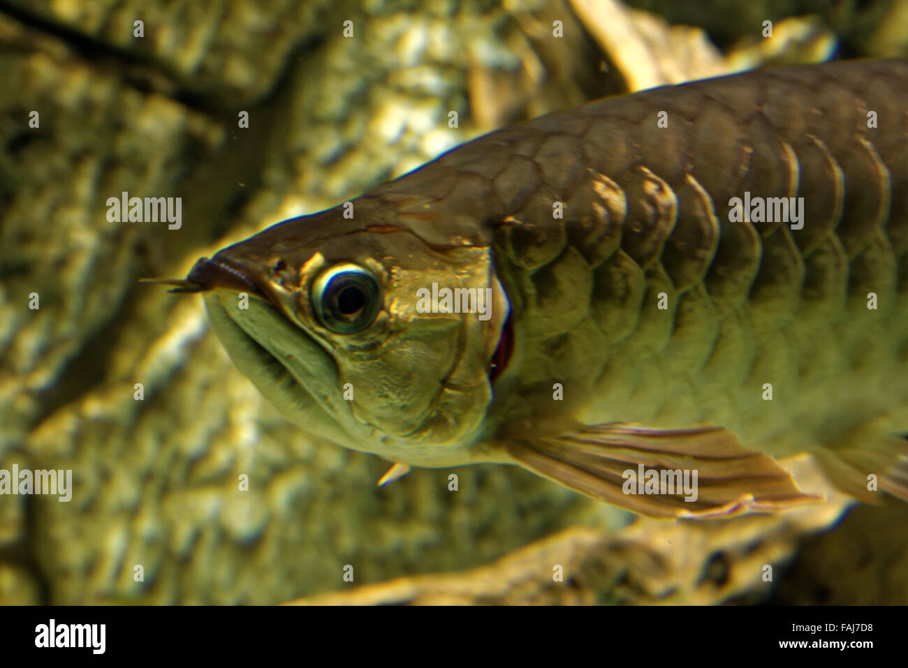 Asian arowana (Scleropages formosus) comprises several phenotypic varieties of freshwater fish. Stock Photo