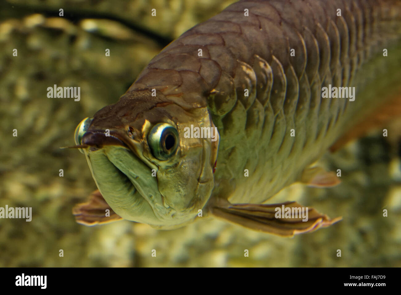 Asian arowana (Scleropages formosus) comprises several phenotypic varieties of freshwater fish. Stock Photo