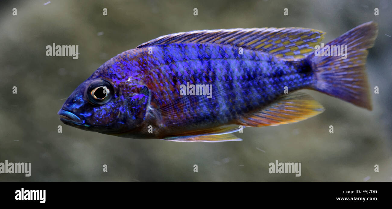 Cichlids are fish from the family Cichlidae in the order Perciformes. Stock Photo