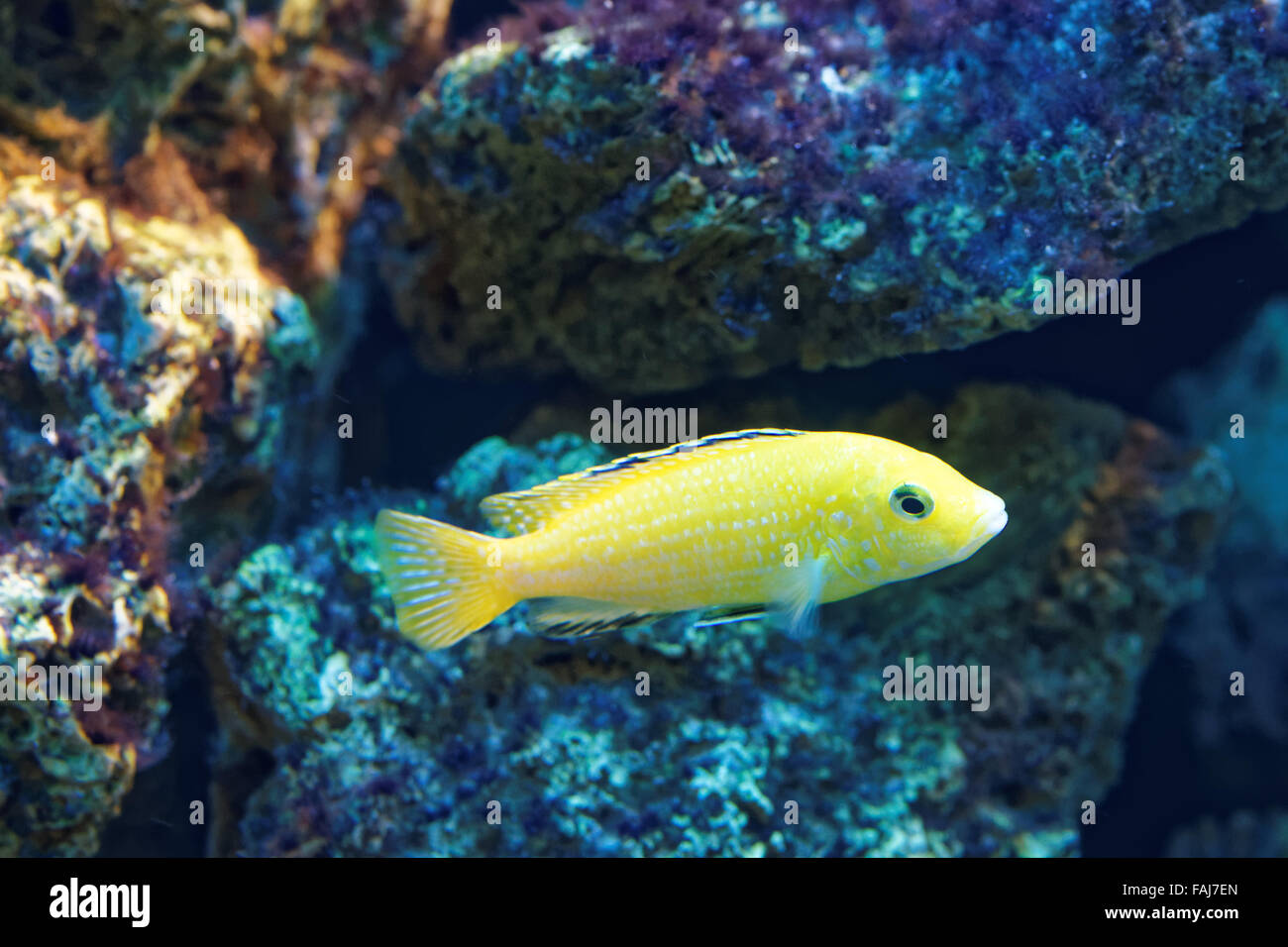 Gephyrochromis moorii is a species of fish in the Cichlidae family. Stock Photo