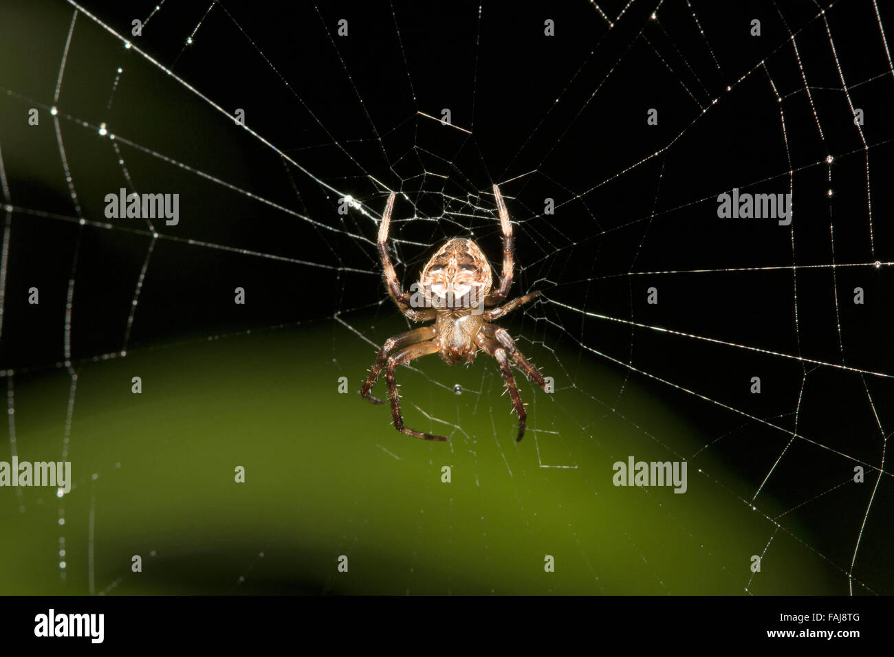 Orb weaving spider, Neoscona sp., Aarey Milk Colony, India Stock Photo