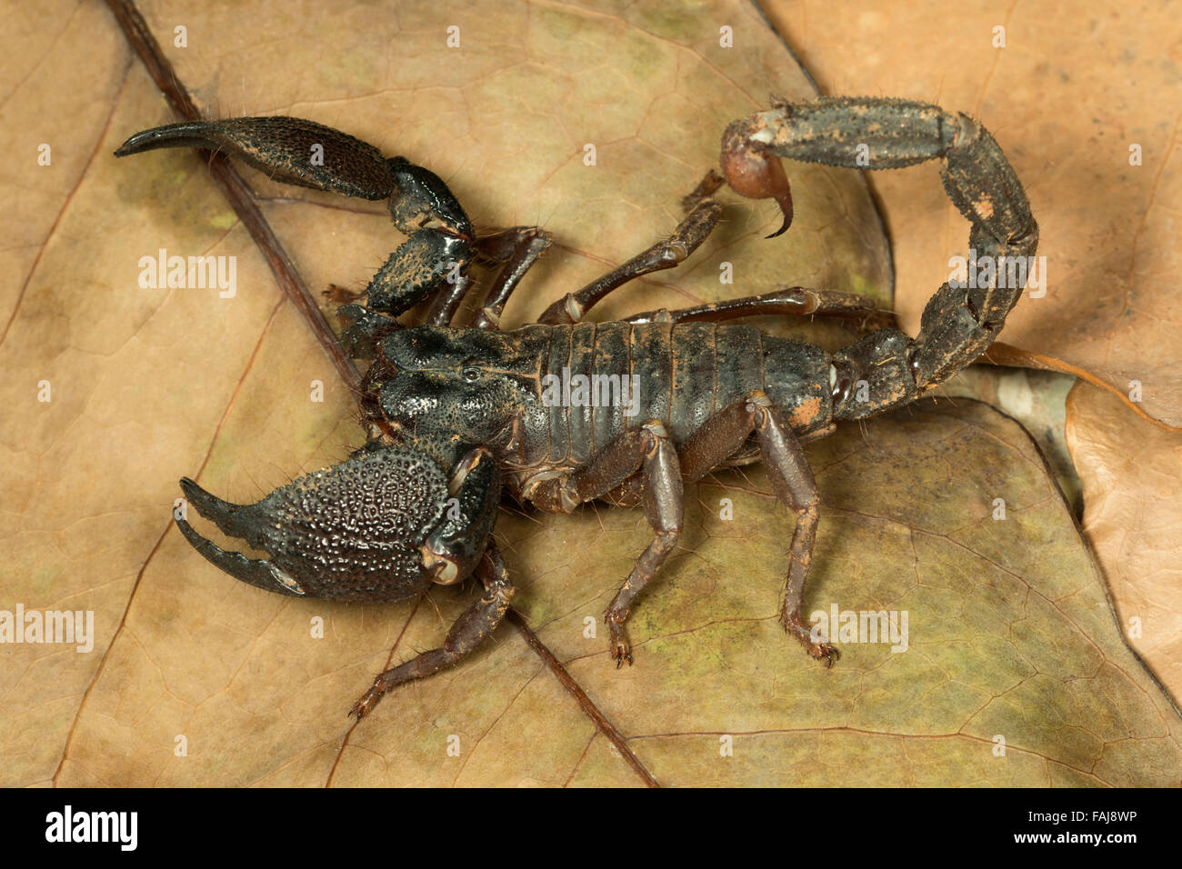 Burrowing scorpion, Heterometrus phipsoni, Aarey Milk Colony, India Stock Photo