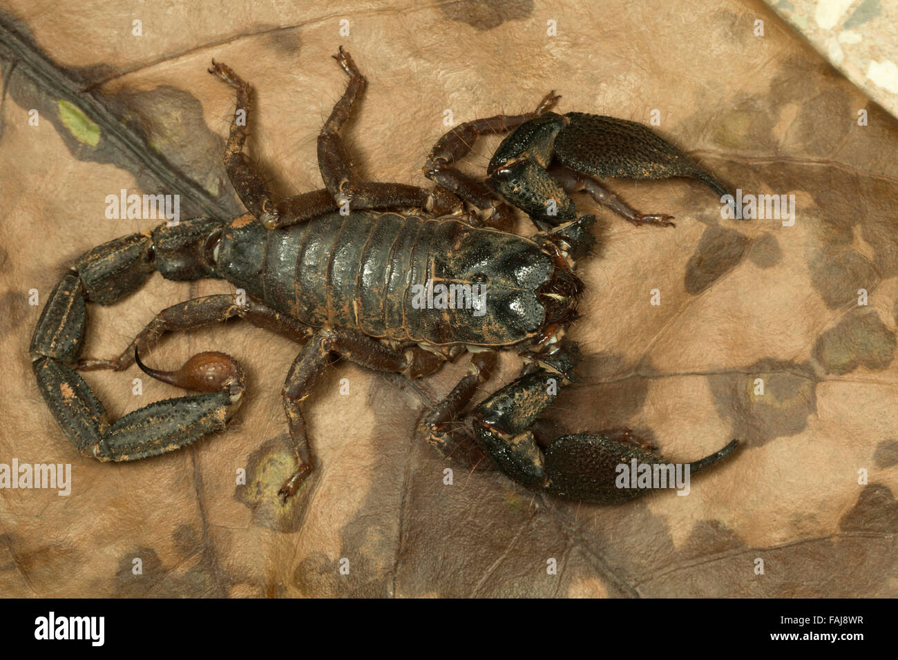 Burrowing scorpion, Heterometrus phipsoni, Aarey Milk Colony, India Stock Photo