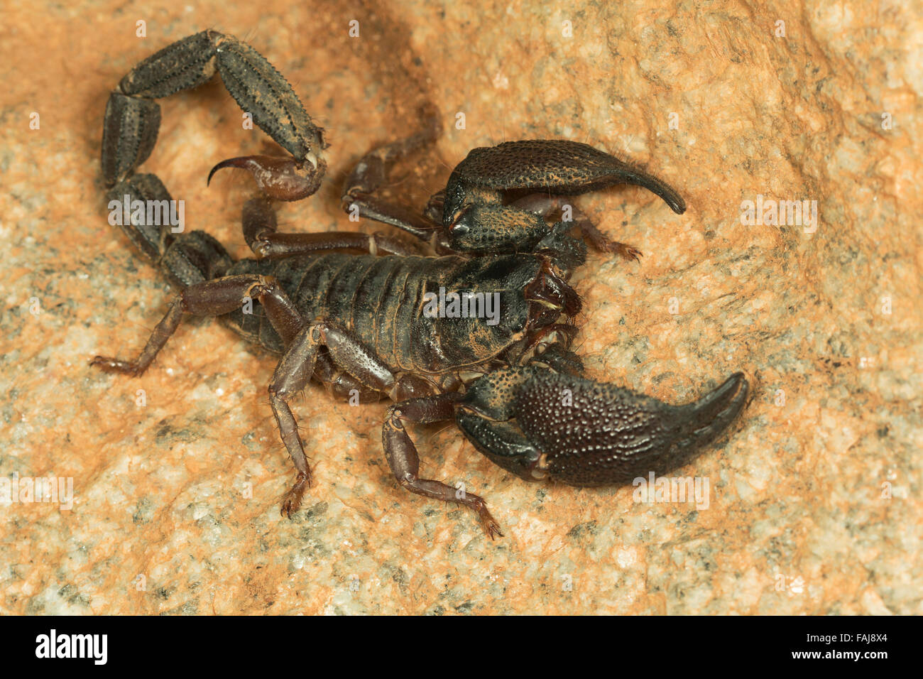 Burrowing scorpion, Heterometrus sp, NCBS, Bangalore, India Stock Photo