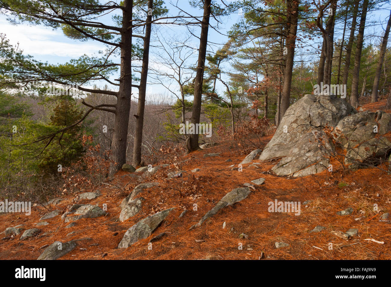Forest landscape with pine trees and boulders, in Rocky Woods