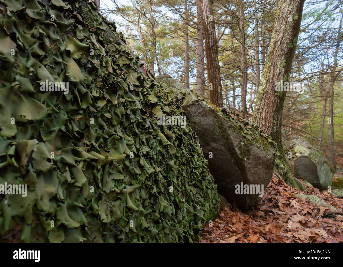 Smooth Rock Tripe (Umbilicaria mammulata) lichens on a large boulder, in Rocky Woods Reservation, Medfield, Massachusetts, USA Stock Photo
