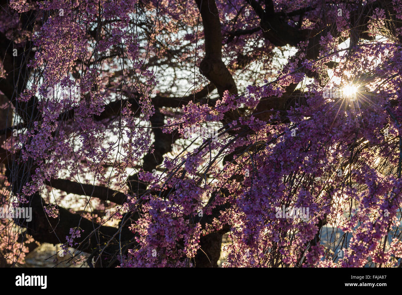 Cherry Blossoms (Prunus ‘Asano’) at the Royal Botanic Gardens, Kew