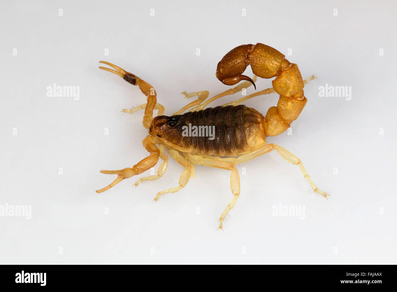 Scorpion, Orthochirus flavescens, Gujarat, India  BUTHIDAE Stock Photo