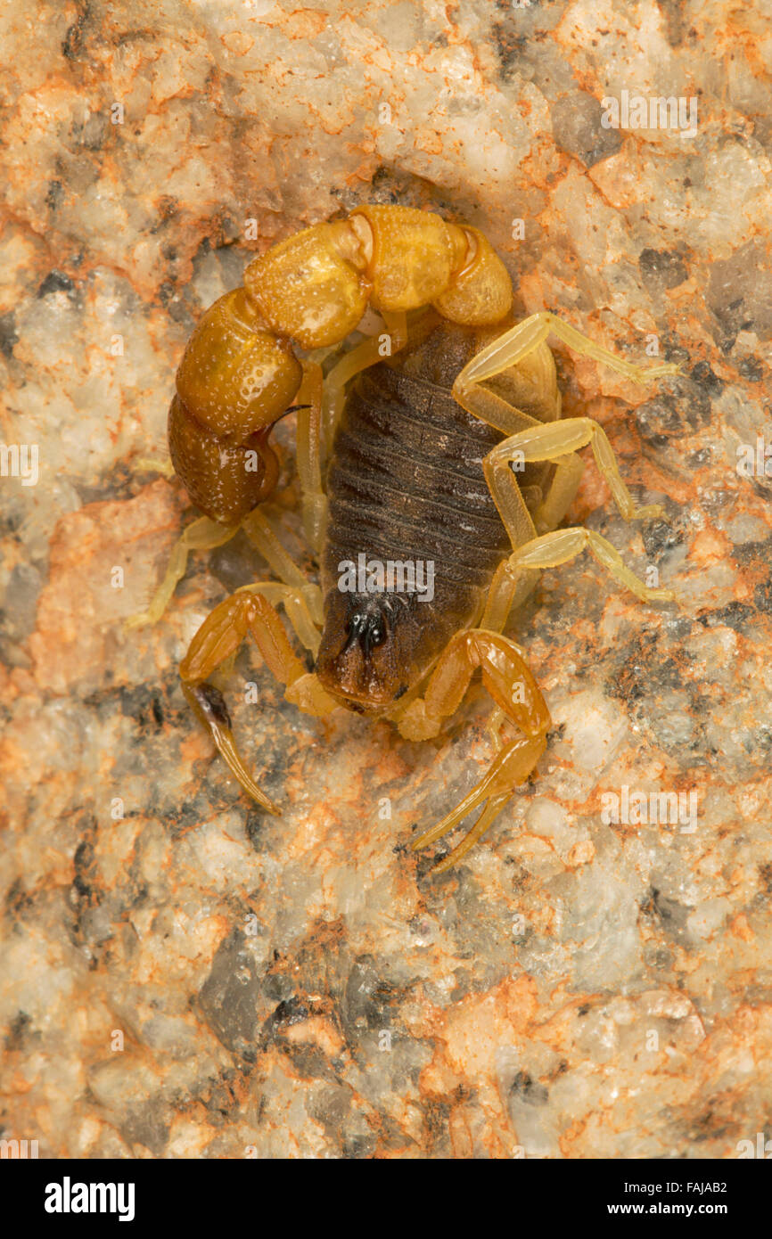 Scorpion, Orthochirus flavescens, Gujarat, India BUTHIDAE Stock Photo
