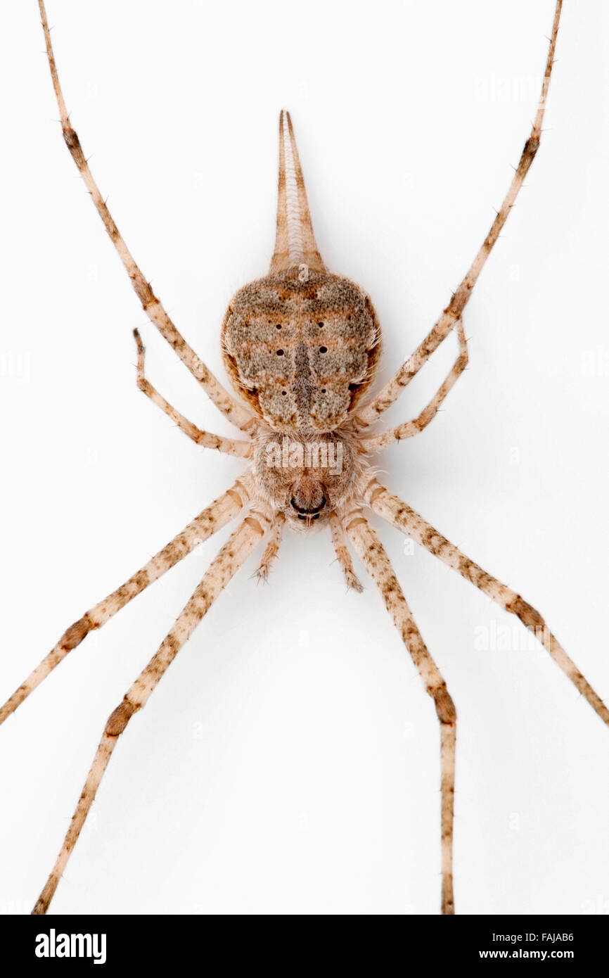 Two tailed spider, Hersilia sp., NCBS, Bangalore, India Stock Photo Alamy