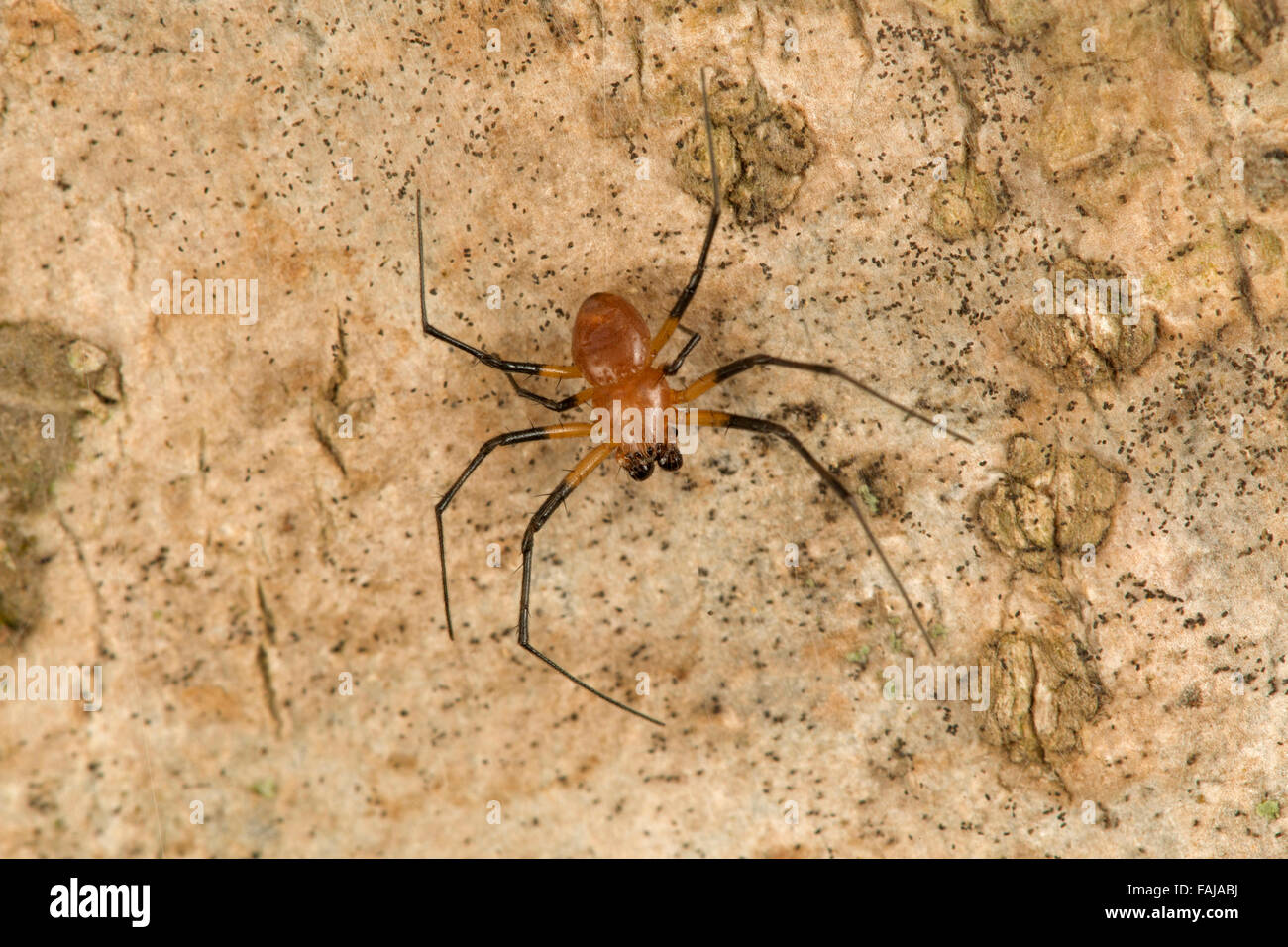 Coin spider, Herennia sp. male, NCBS, Bangalore, India Stock Photo Alamy