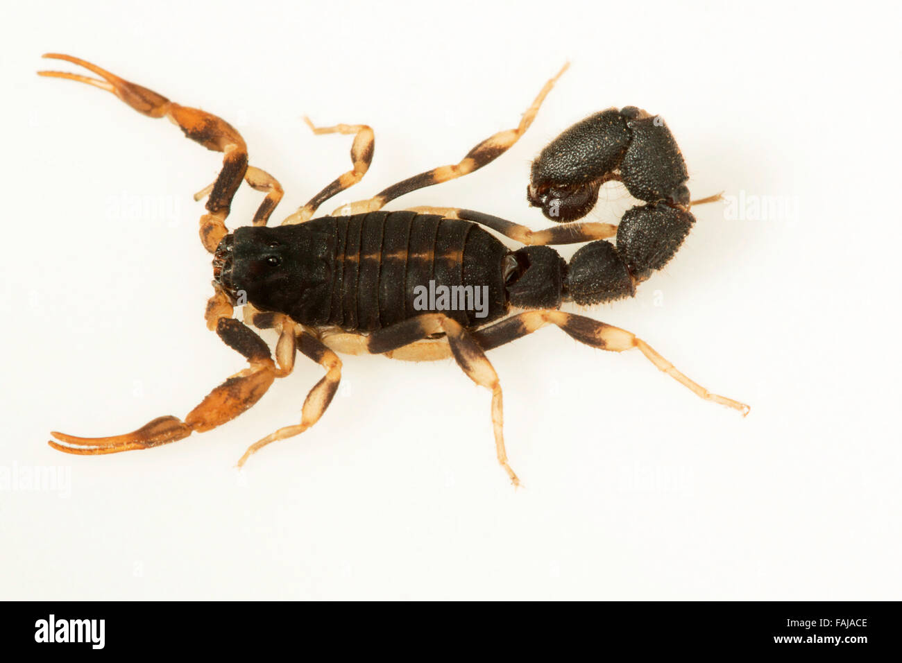 Scorpion, BUTHIDAE Charmus brignolii , Pondichery, India. Rare Stock Photo