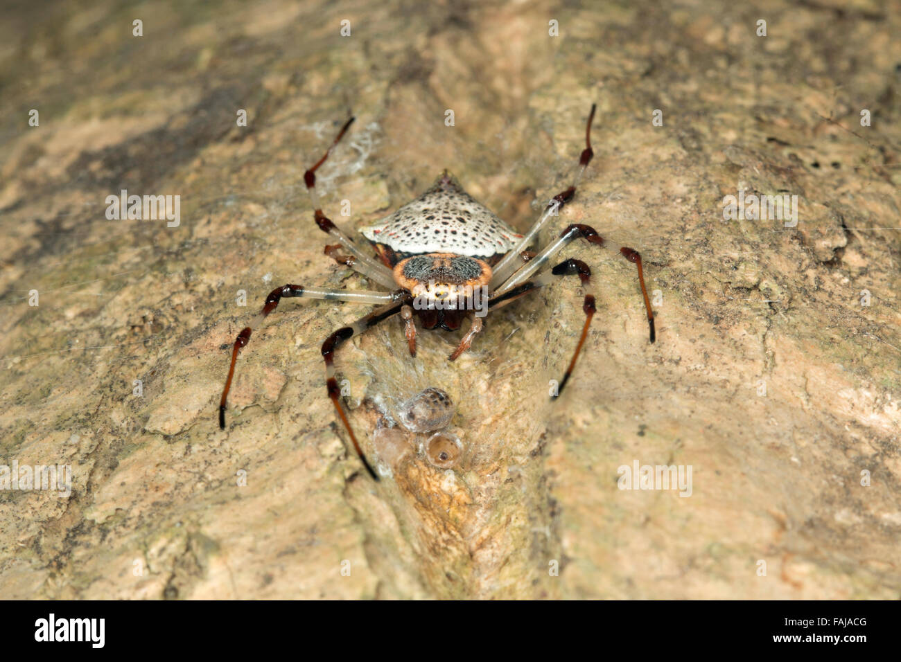 Coin spider, Herennia sp. female, NCBS, Bangalore, India Stock Photo
