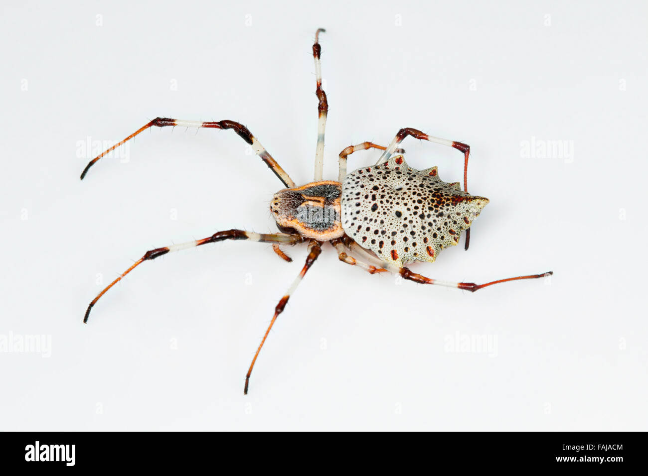 Coin spider, Herennia sp. female, NCBS, Bangalore, India Stock Photo