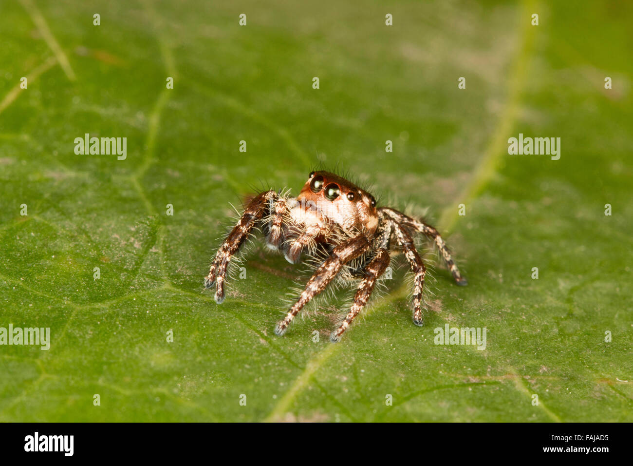 Jumping spider,  Salticidae Aarey Milk Colony, India Stock Photo
