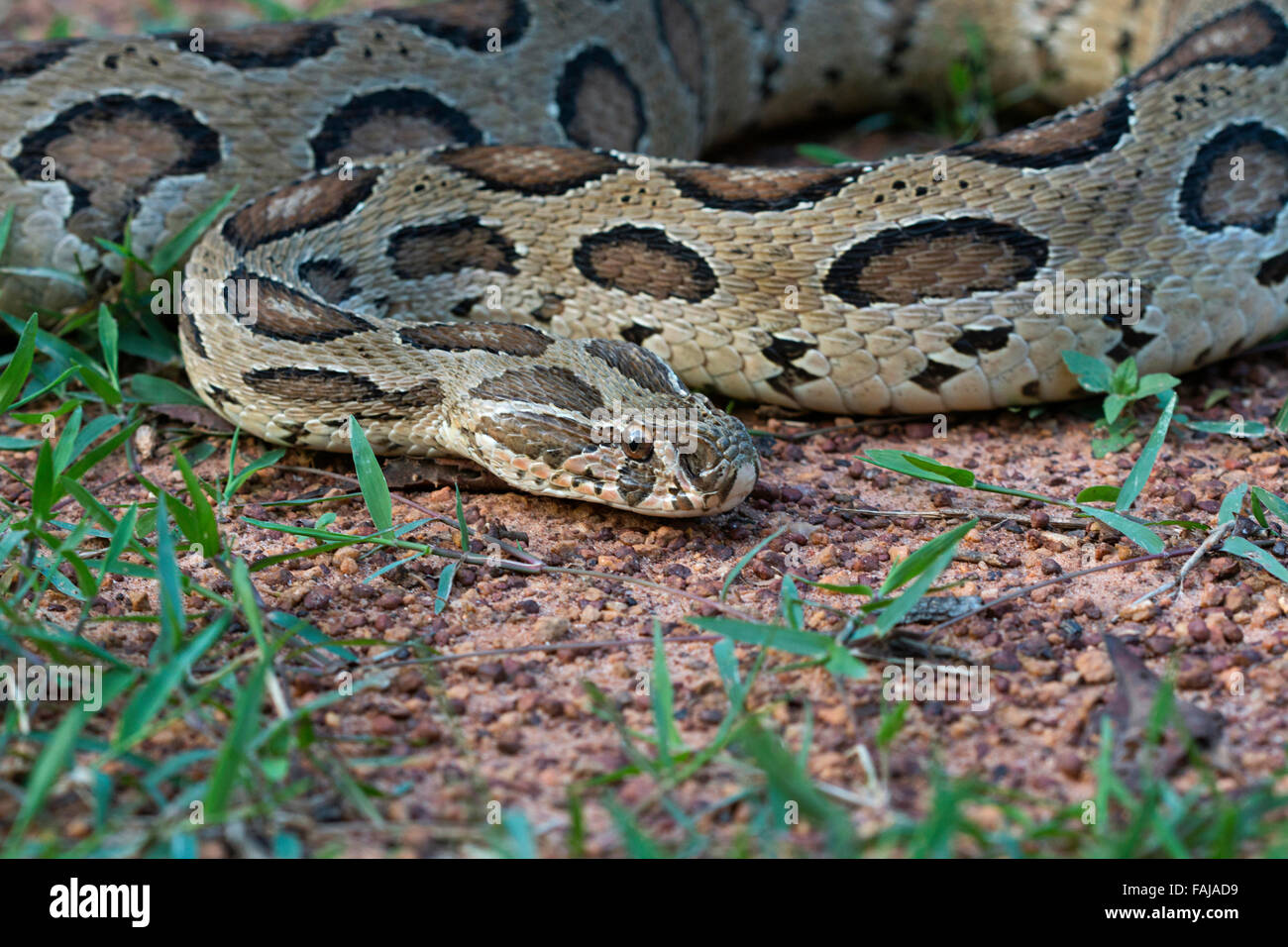 Russells viper daboia russelli ncbs hi-res stock photography and images ...