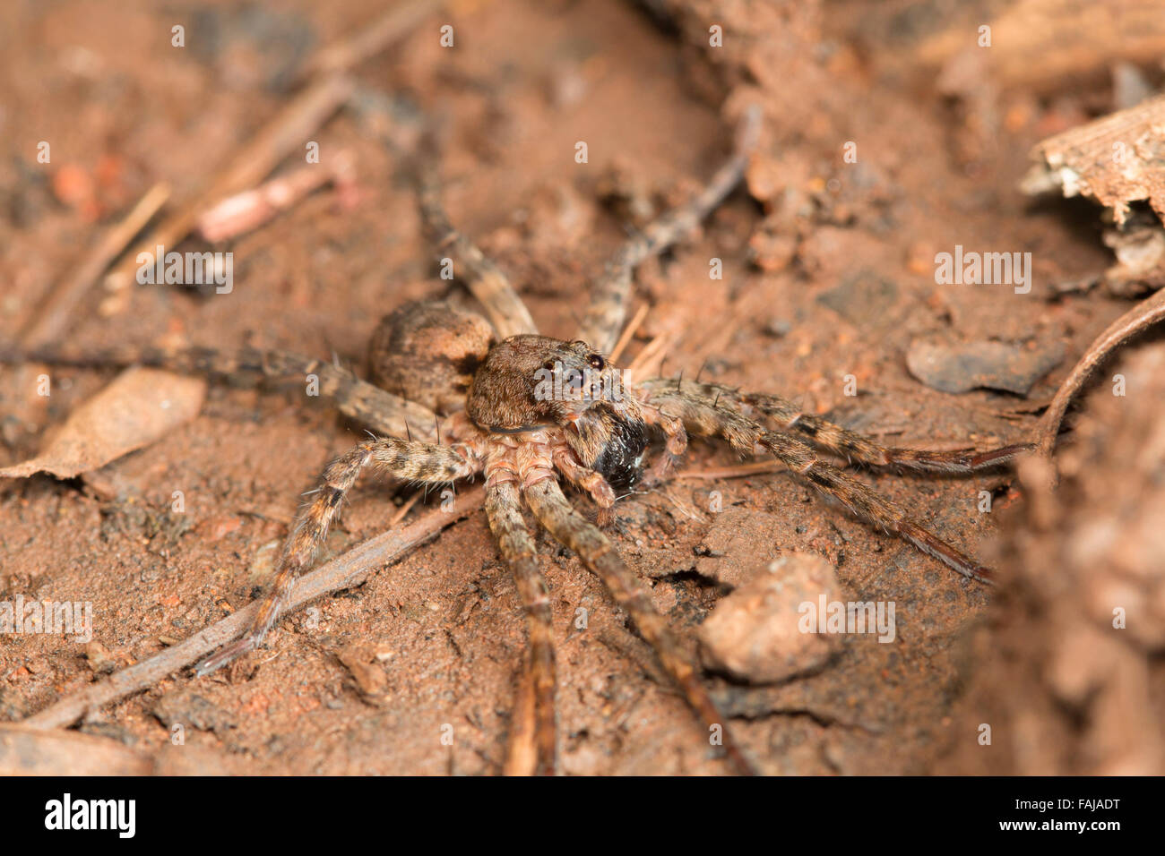 Wolf spider, Pardosa sp., Aarey Milk Colony, India Stock Photo Alamy