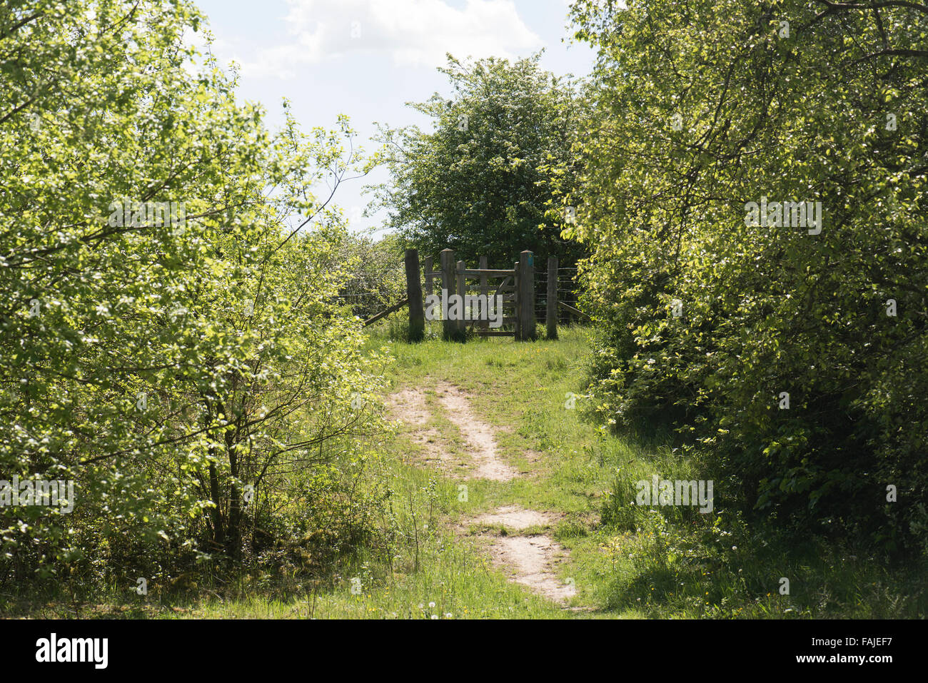 View Of Howell Hill Nature Reserve A Chalk Grassland Site Near Ewell Surrey Uk Stock Photo Alamy