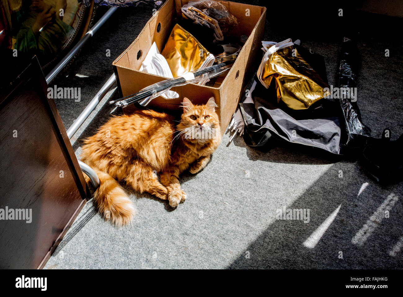 Red cat in photographer's studio Stock Photo
