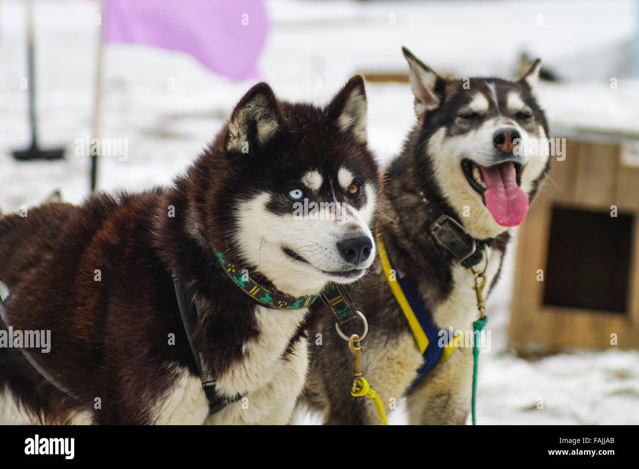 Two Siberian huskies, one with differently coloured eyes (heterochromia iridum), in Kamchatka, Russia. Stock Photo