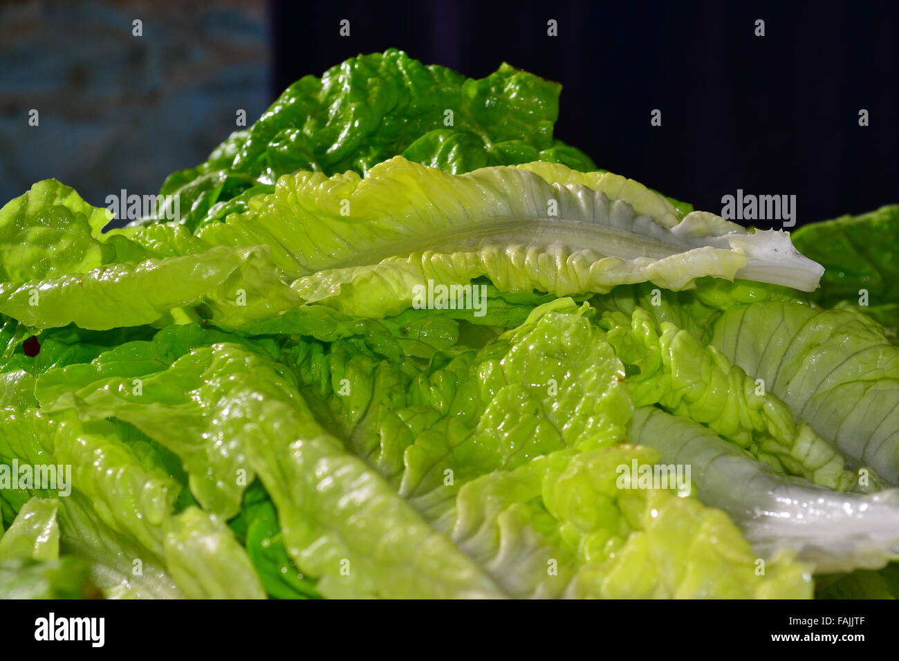 fresh lettuce being prepared for salad Stock Photo
