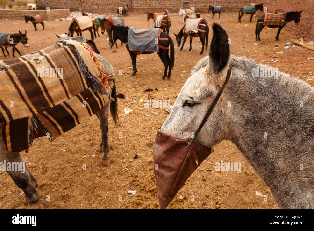 Donkey. Market. Telouet. Morocco. North Africa. Stock Photo