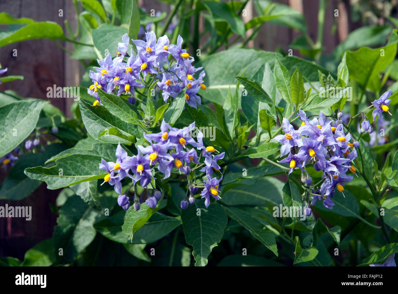 Blue flowering Solanum crispum nightshade Bath, Somerset England UK Stock Photo