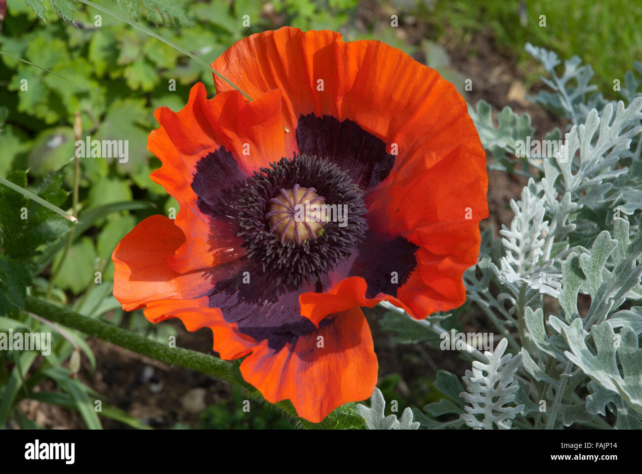 Red poppy Papaver in a garden in Bath Somerset England UK Stock Photo